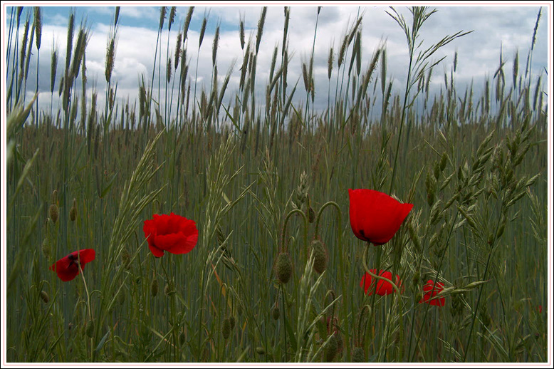 Mohnblüten