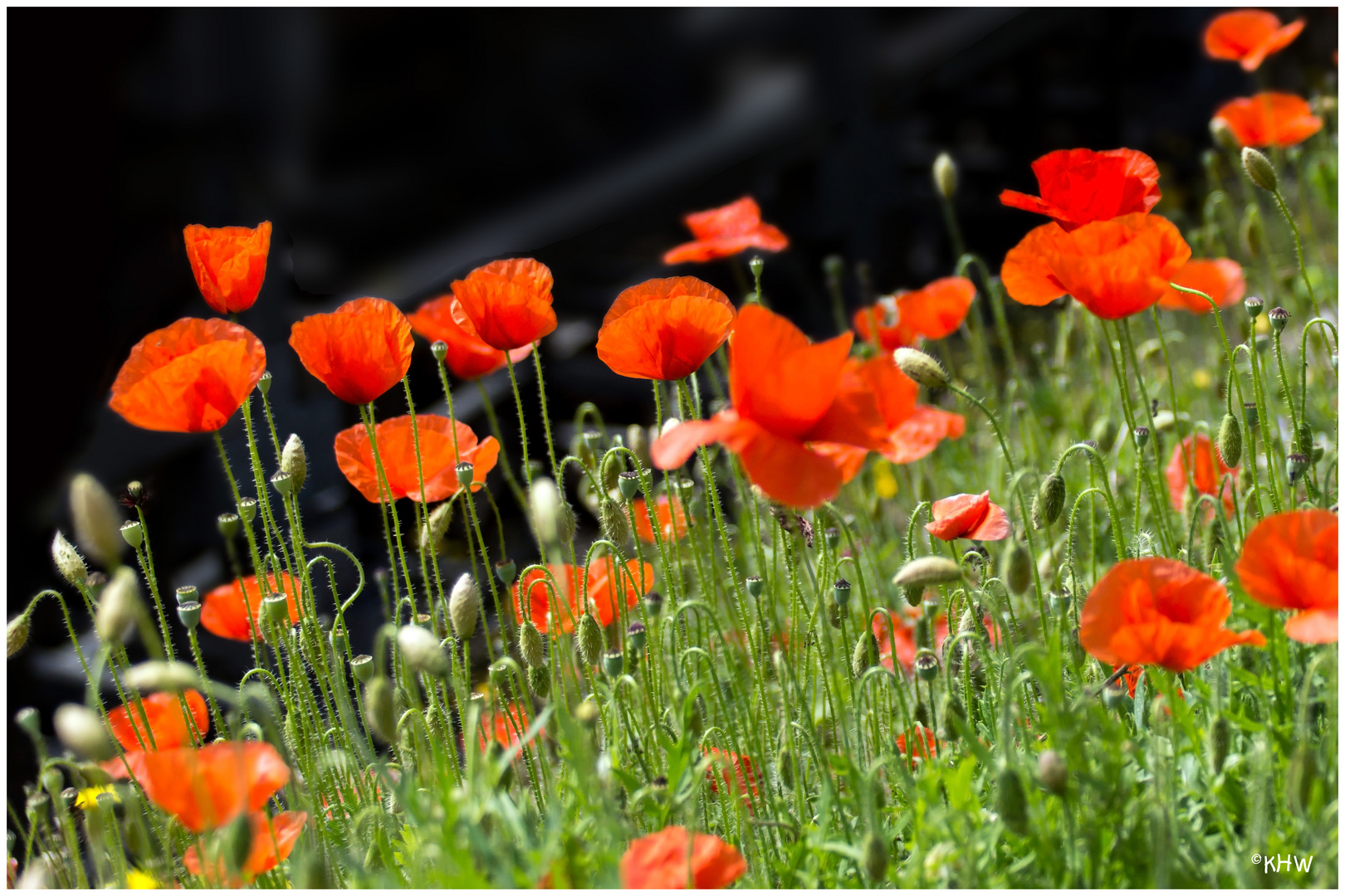 Mohnblüten . . . bald sieht man sie wieder . . .