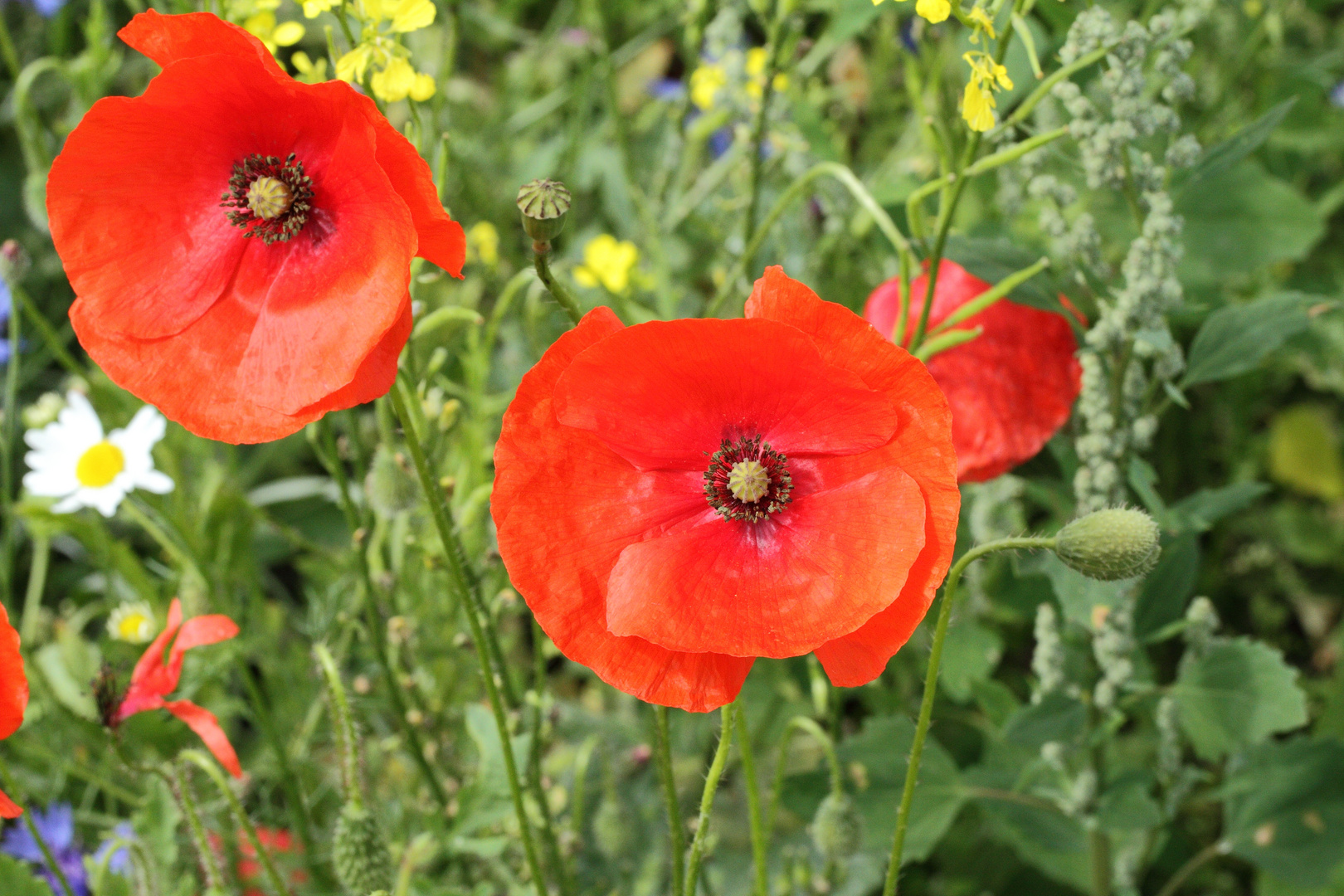 Mohnblüten bei Bad Schwalbach - Hessen - Deutschland