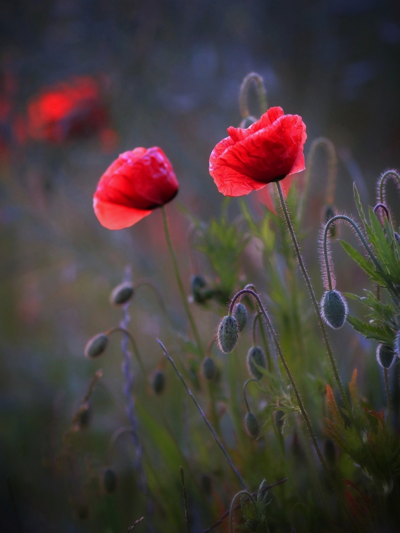 Mohnblüten 