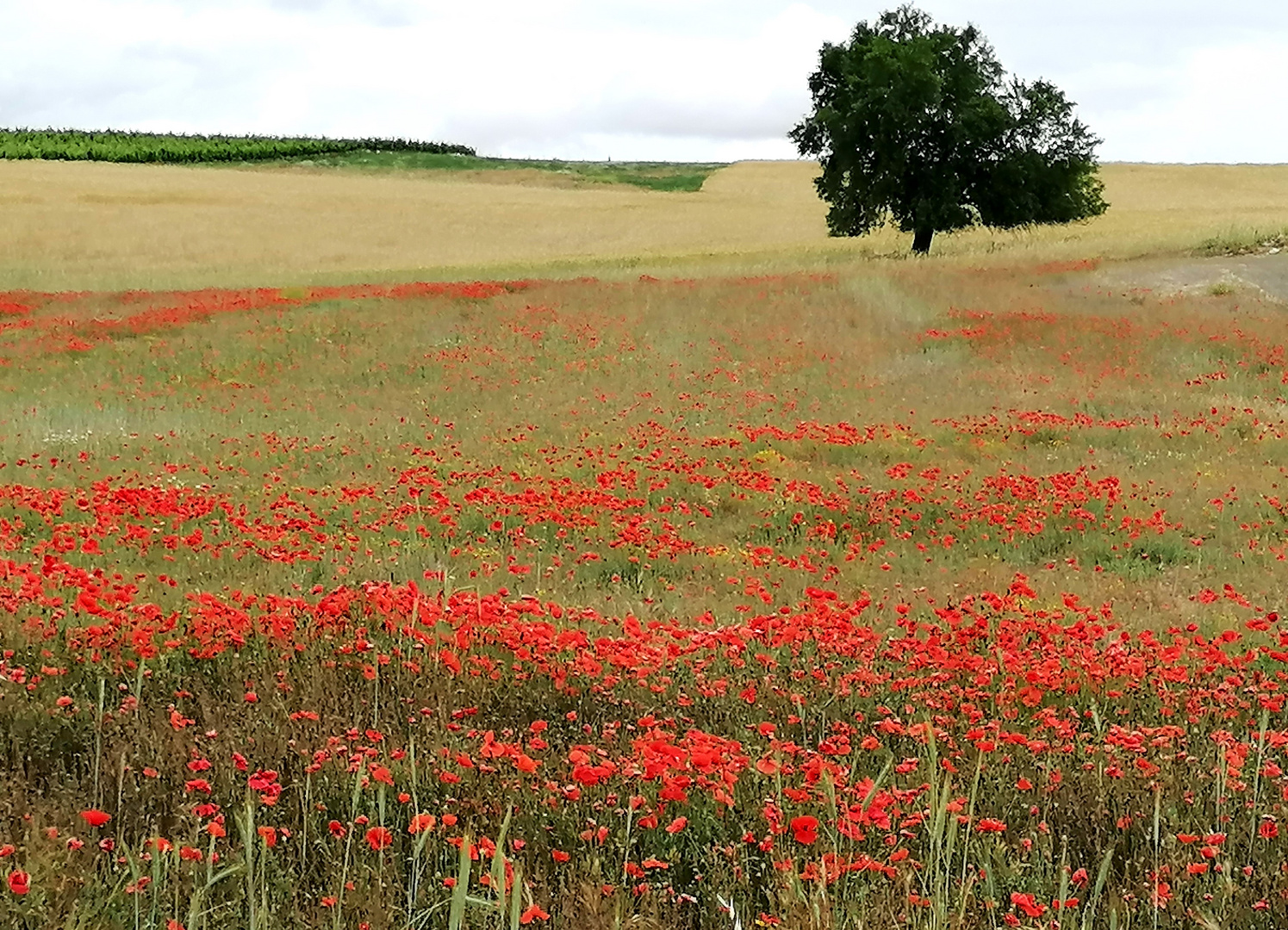 Mohnblüten