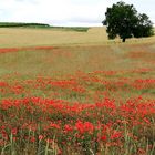 Mohnblüten