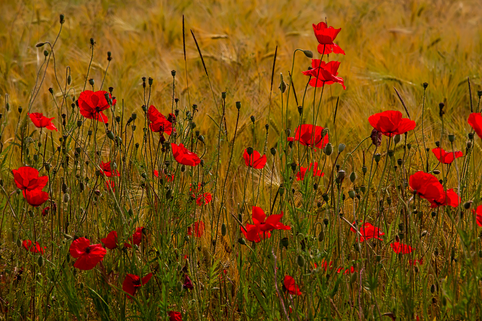 Mohnblüten