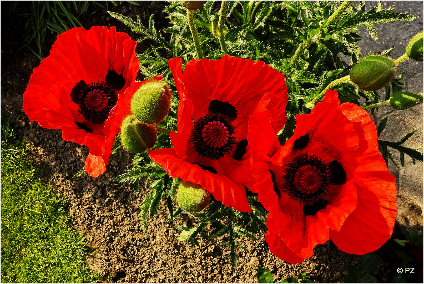 Mohnblüten - dreifach ...