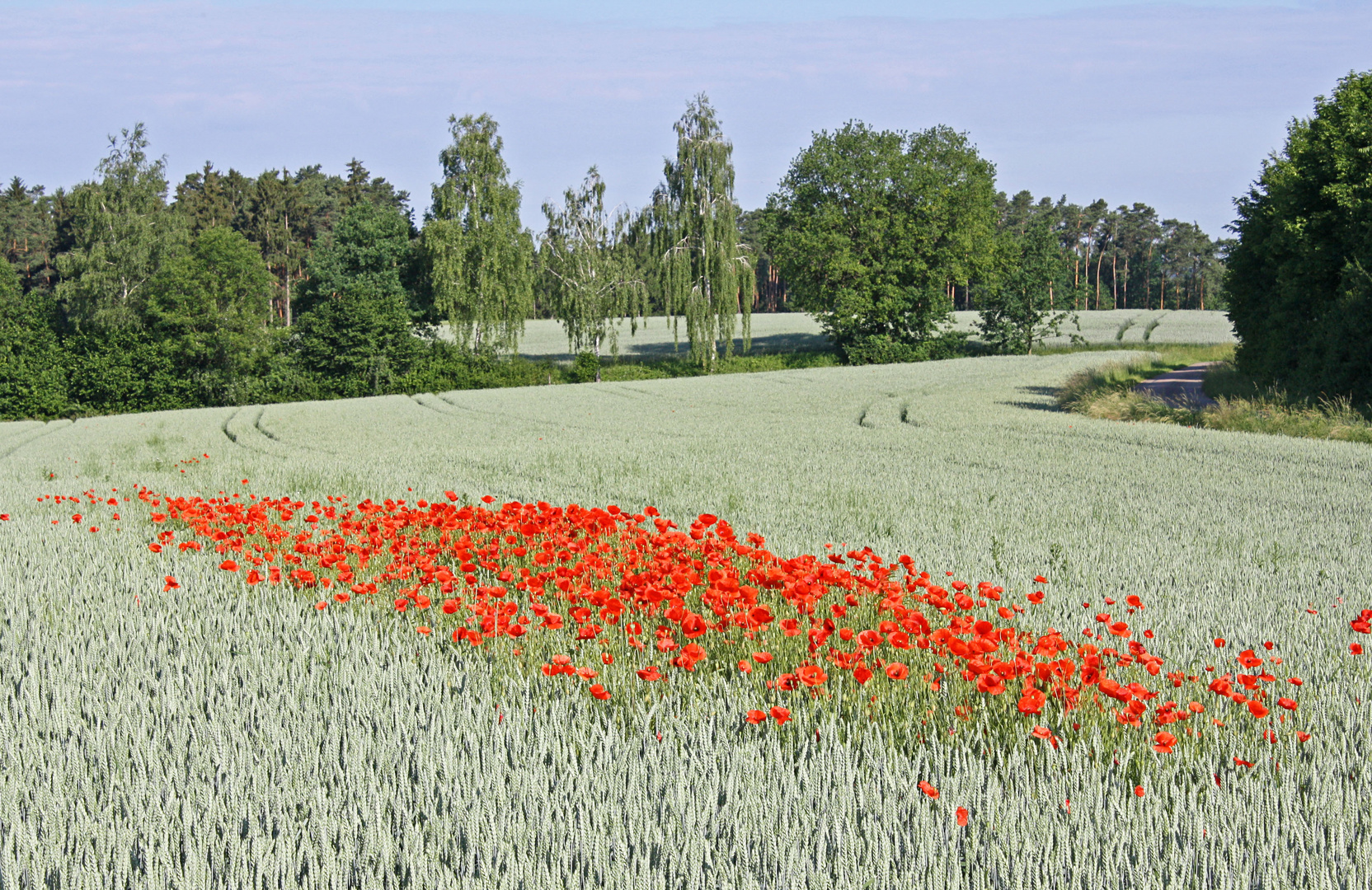 Mohnblüten