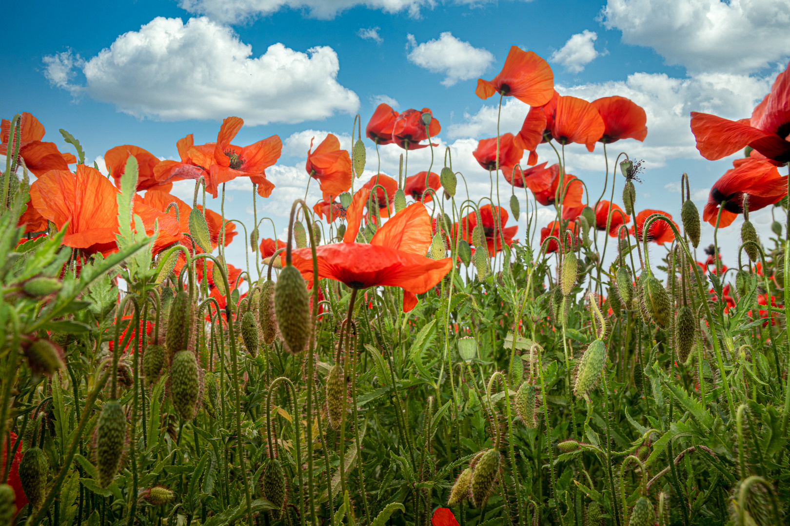 Mohnblüten