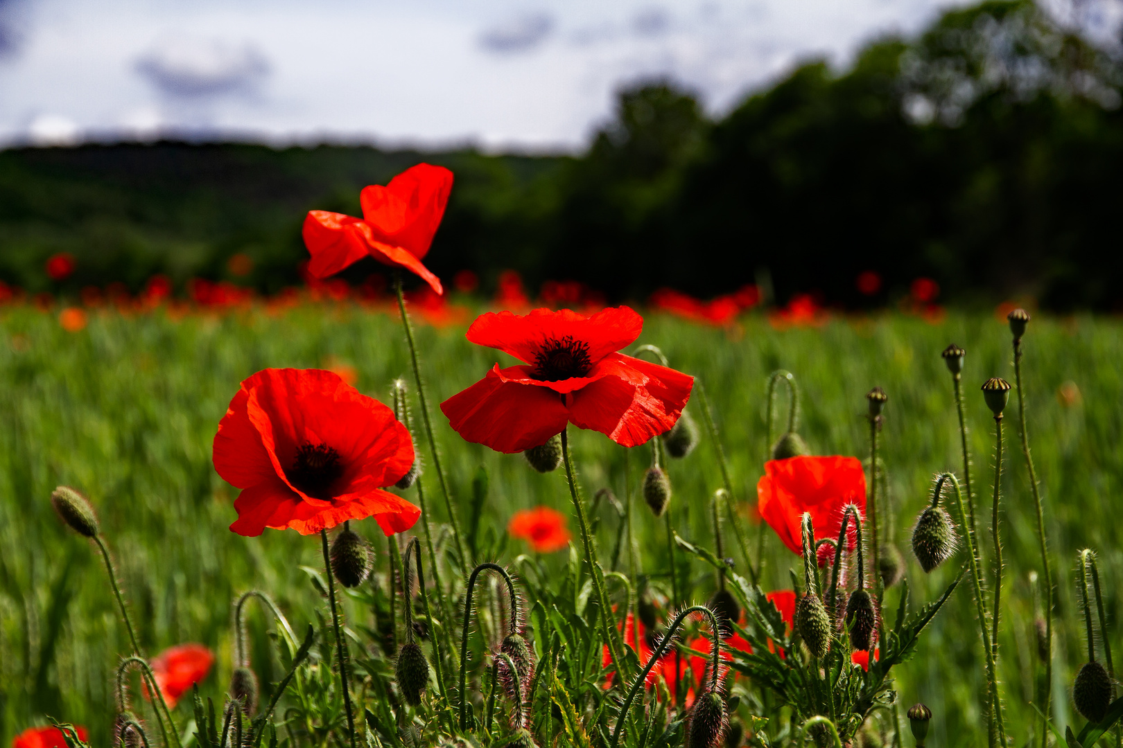 Mohnblüten 