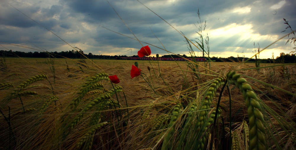 Mohnblüten II