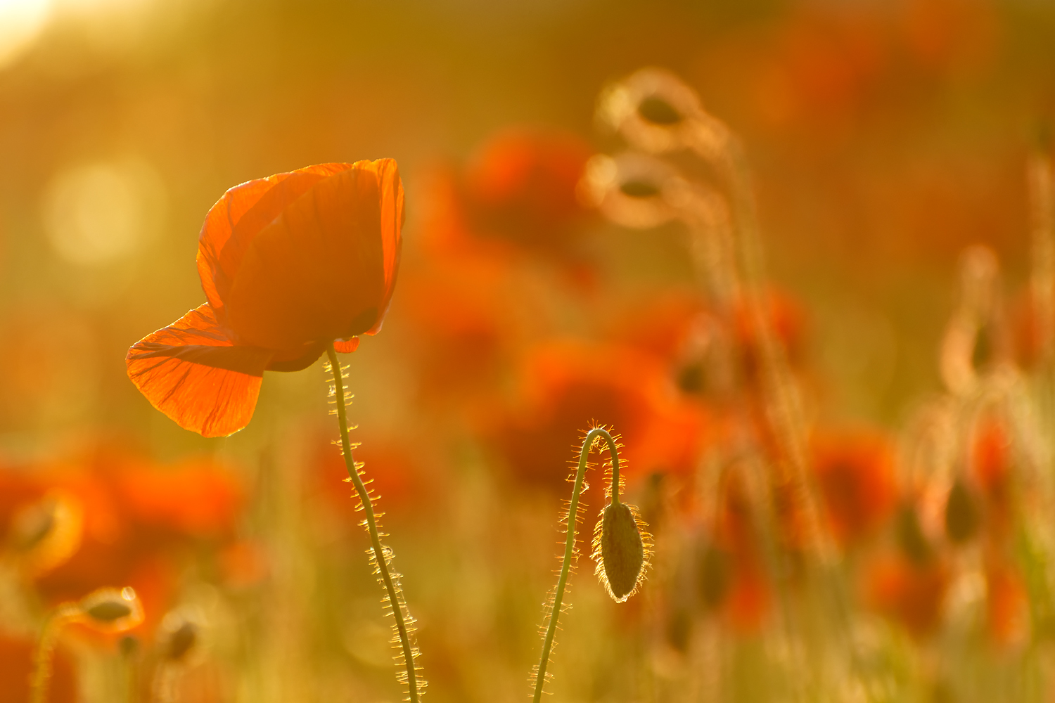 Mohnblüten im Abendlicht