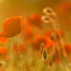 Mohnblüten im Abendlicht