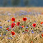 Mohnblüten im Feld