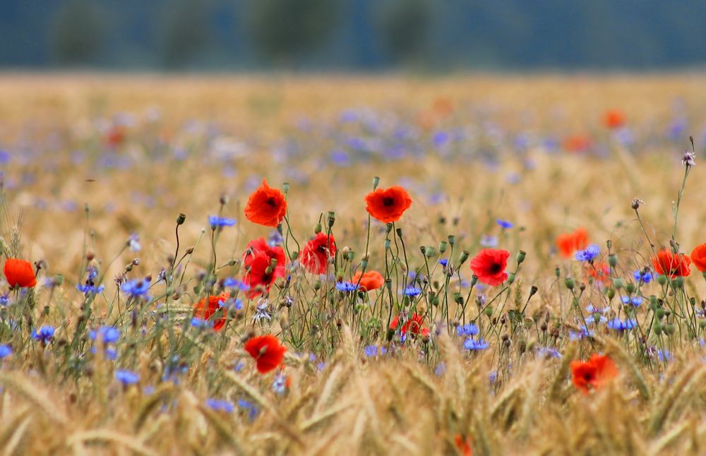 Mohnblüten im Feld