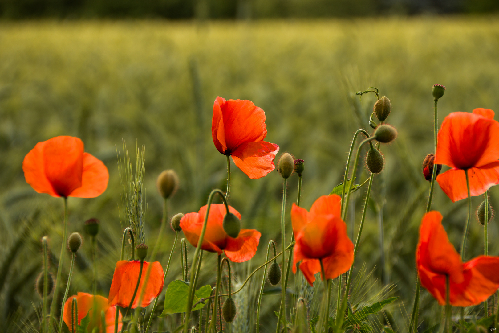 Mohnblüten im Feld