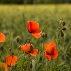 Mohnblüten im Feld