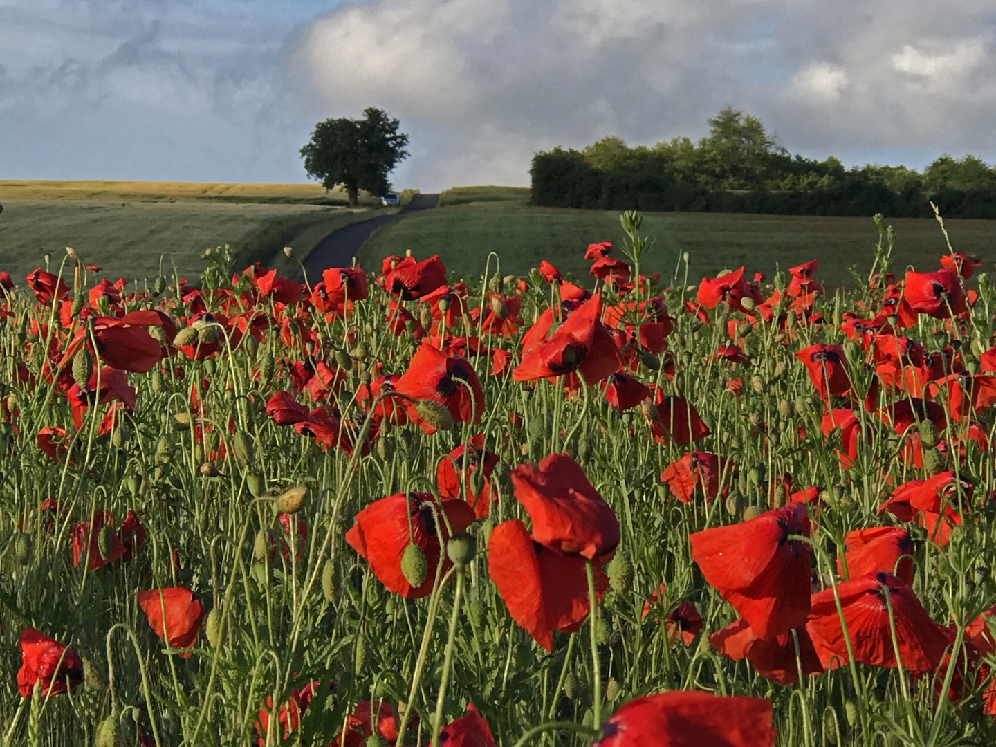 Mohnblüten im Feld - Des coquelicots