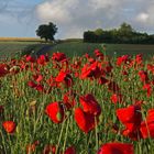 Mohnblüten im Feld - Des coquelicots