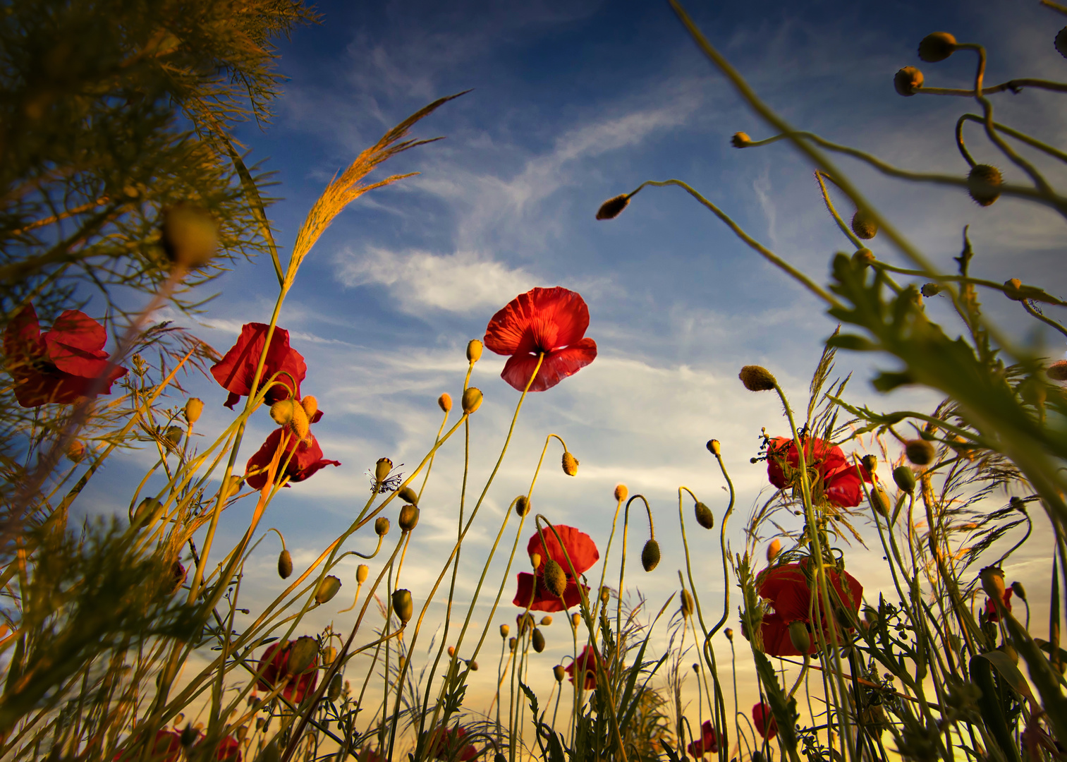 Mohnblüten im Frühsommer