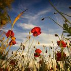 Mohnblüten im Frühsommer