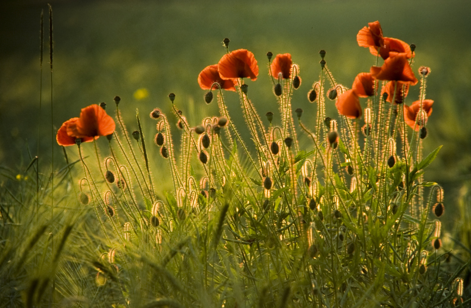 Mohnblüten im Gegenlicht