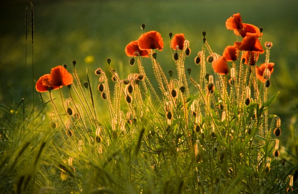 Mohnblüten im Gegenlicht von Uwe Hilsmann 