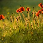 Mohnblüten im Gegenlicht