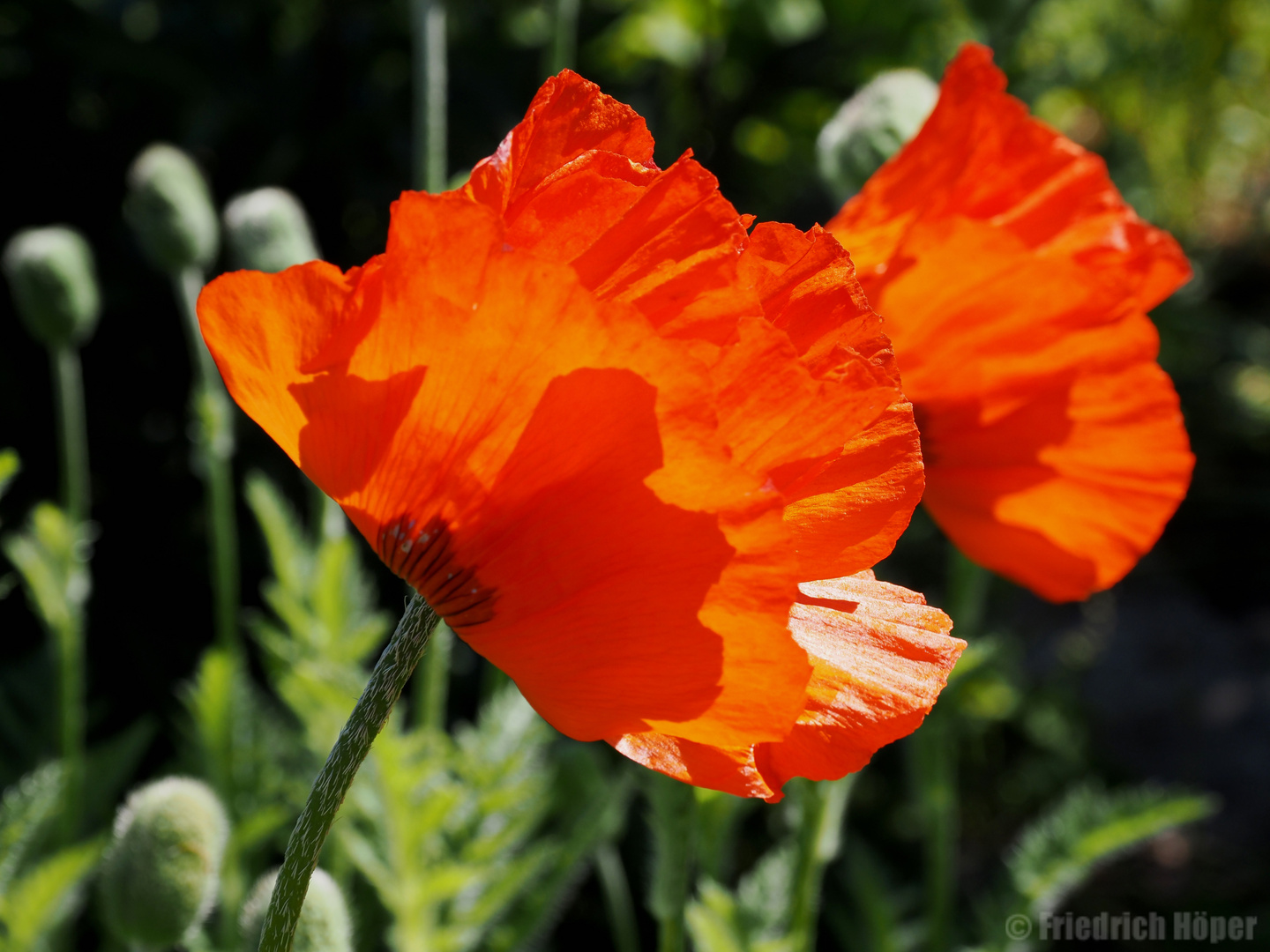 Mohnblüten im Gegenlicht