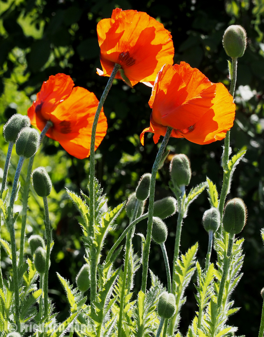 Mohnblüten im Gegenlicht_2