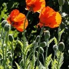 Mohnblüten im Gegenlicht_2