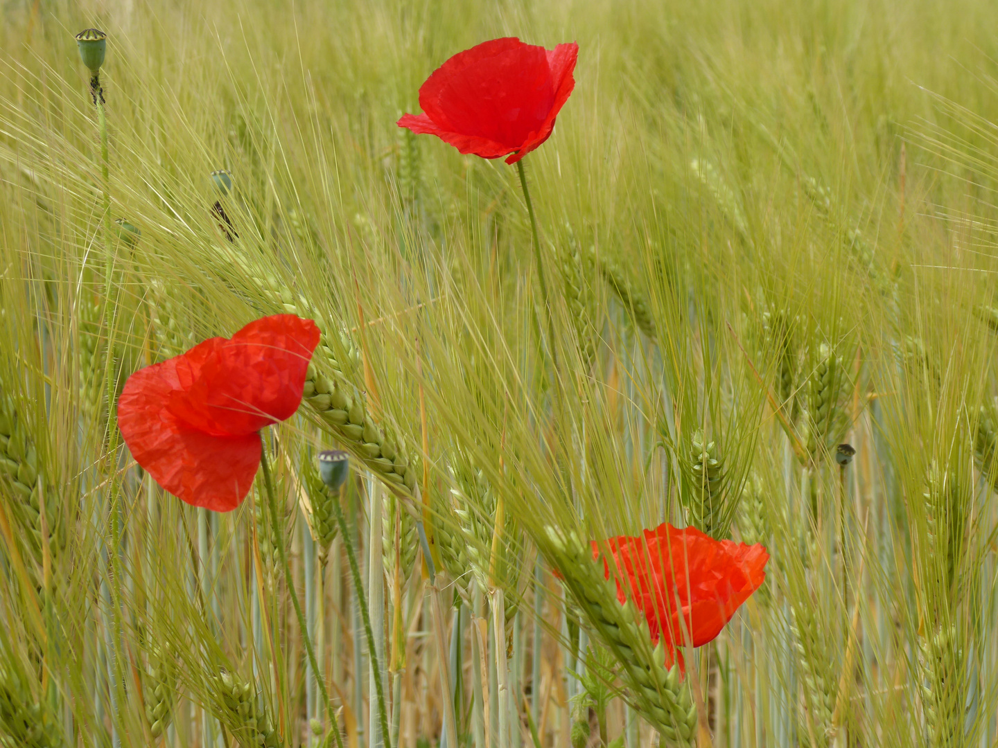 Mohnblüten im Gerstenfeld