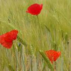 Mohnblüten im Gerstenfeld