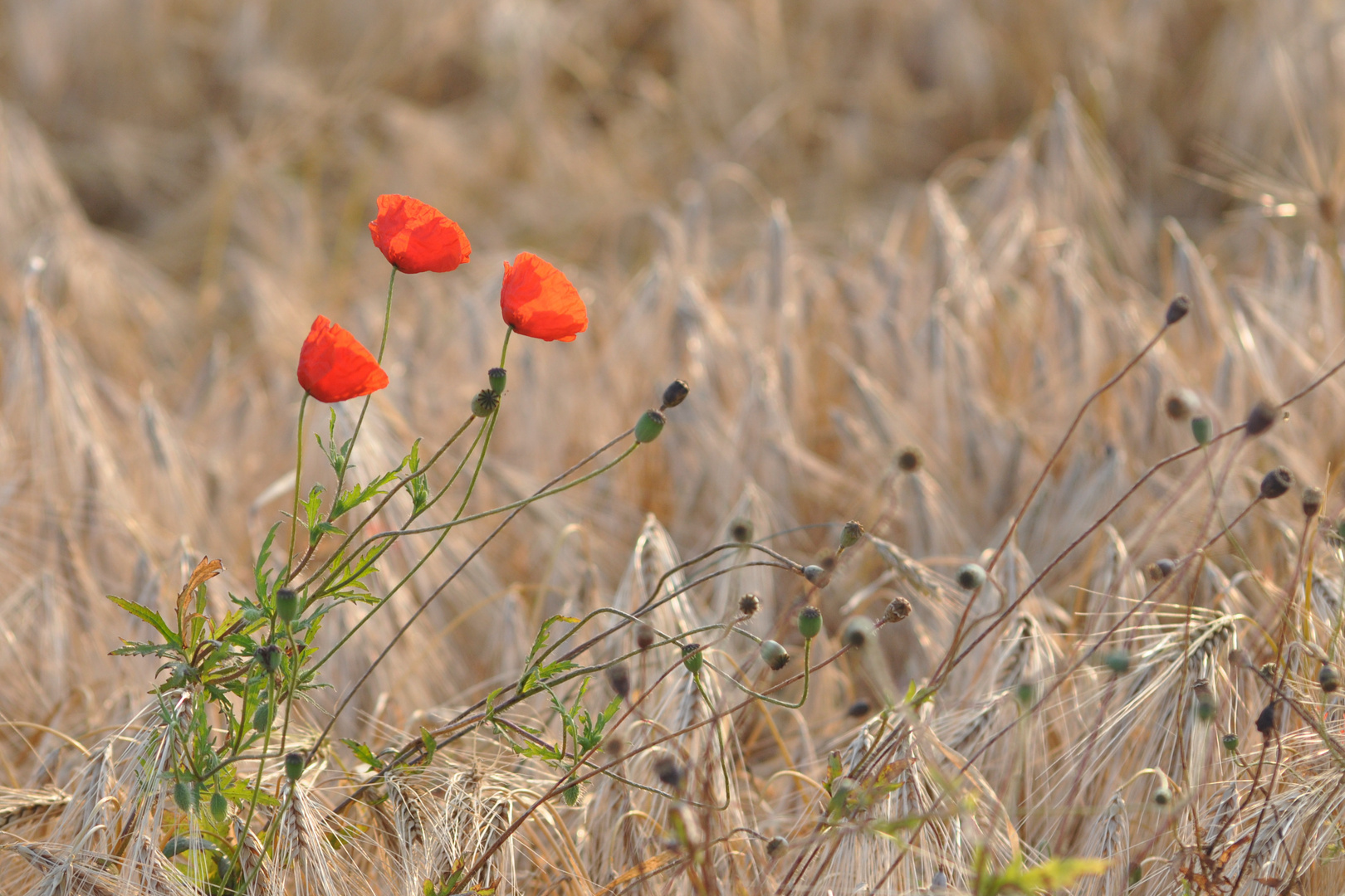 Mohnblüten im Gerstenfeld