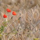 Mohnblüten im Gerstenfeld