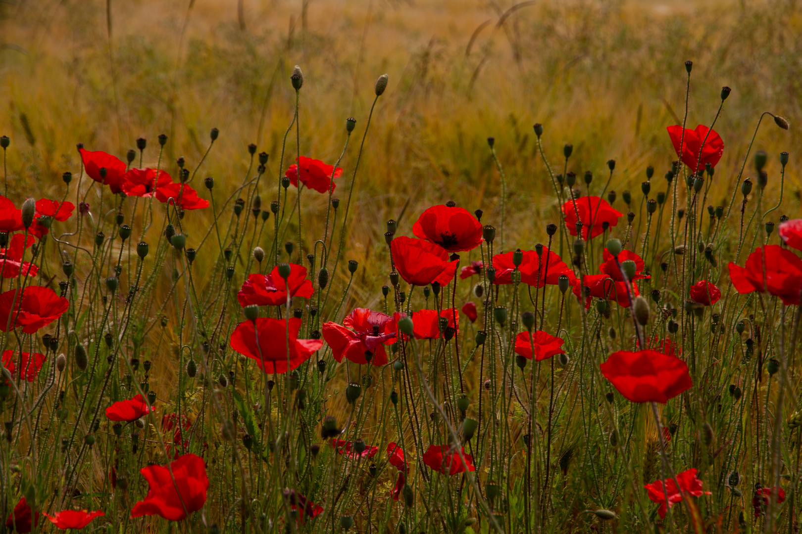 Mohnblüten im Getreidefeld