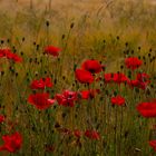 Mohnblüten im Getreidefeld