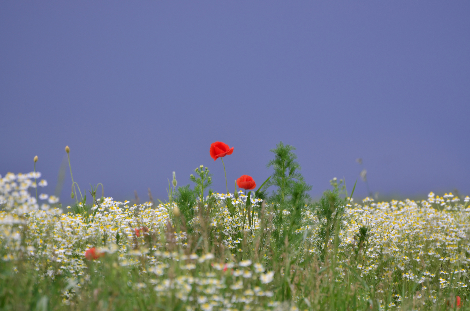 Mohnblüten im Kamillefeld