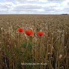 Mohnblüten im Korn