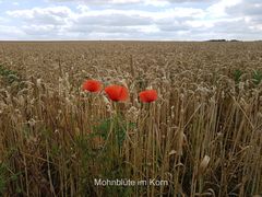 Mohnblüten im Korn