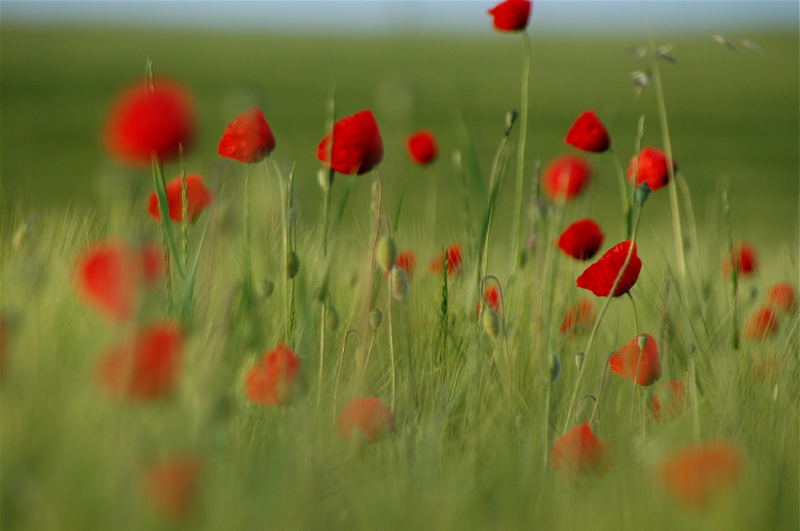 mohnblüten im morgenlicht 1