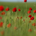 mohnblüten im morgenlicht 1