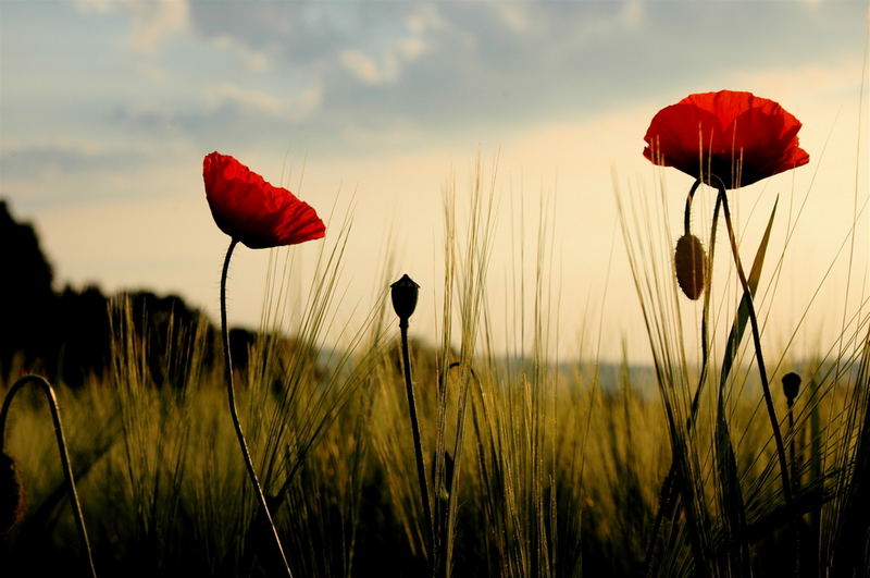 mohnblüten im morgenlicht 2