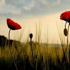 mohnblüten im morgenlicht 2