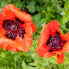 Mohnblüten im Regen