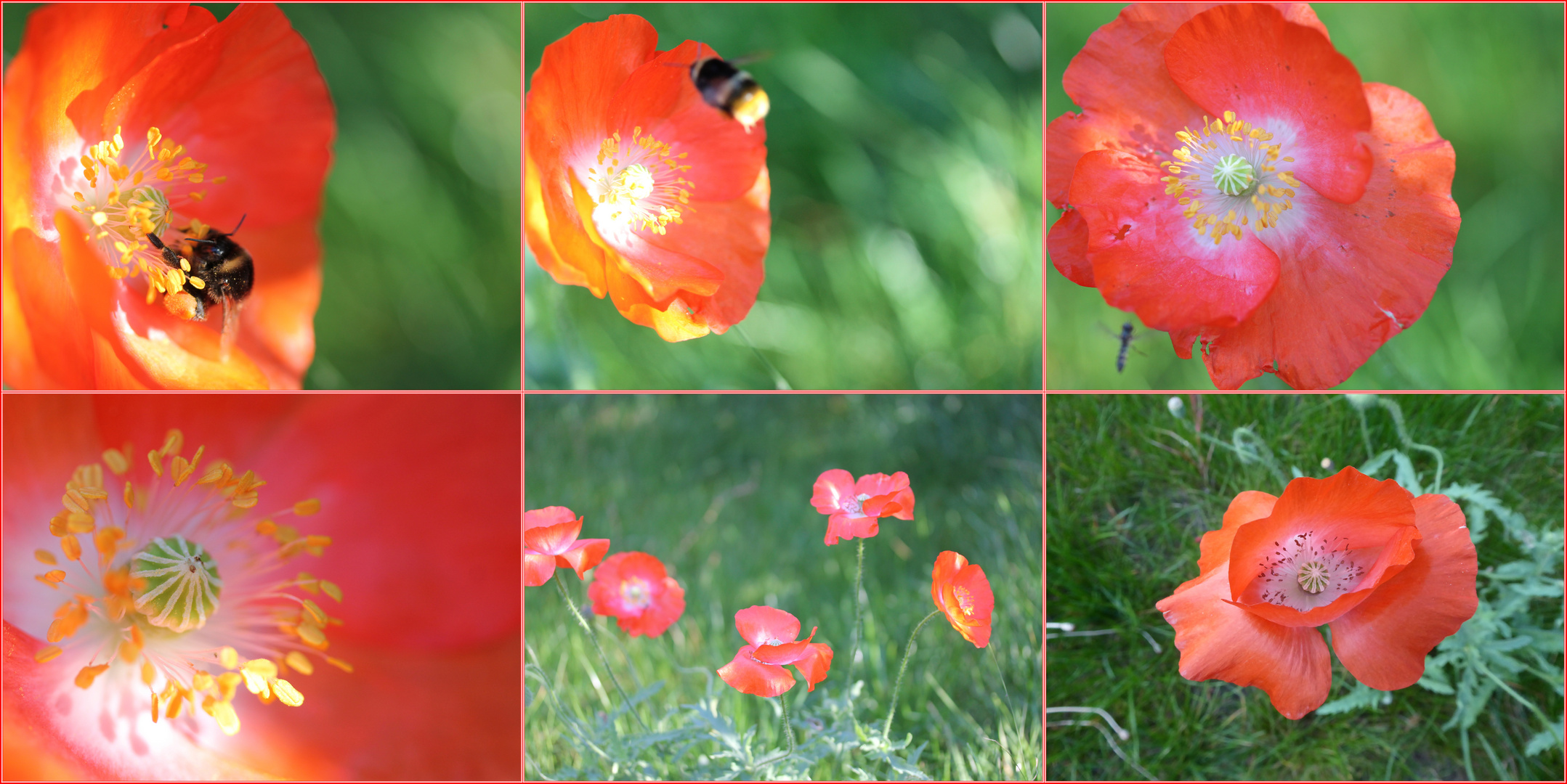 Mohnblüten im September