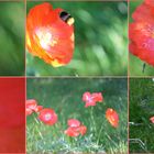 Mohnblüten im September