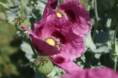 Mohnblüten im Sonnenlicht