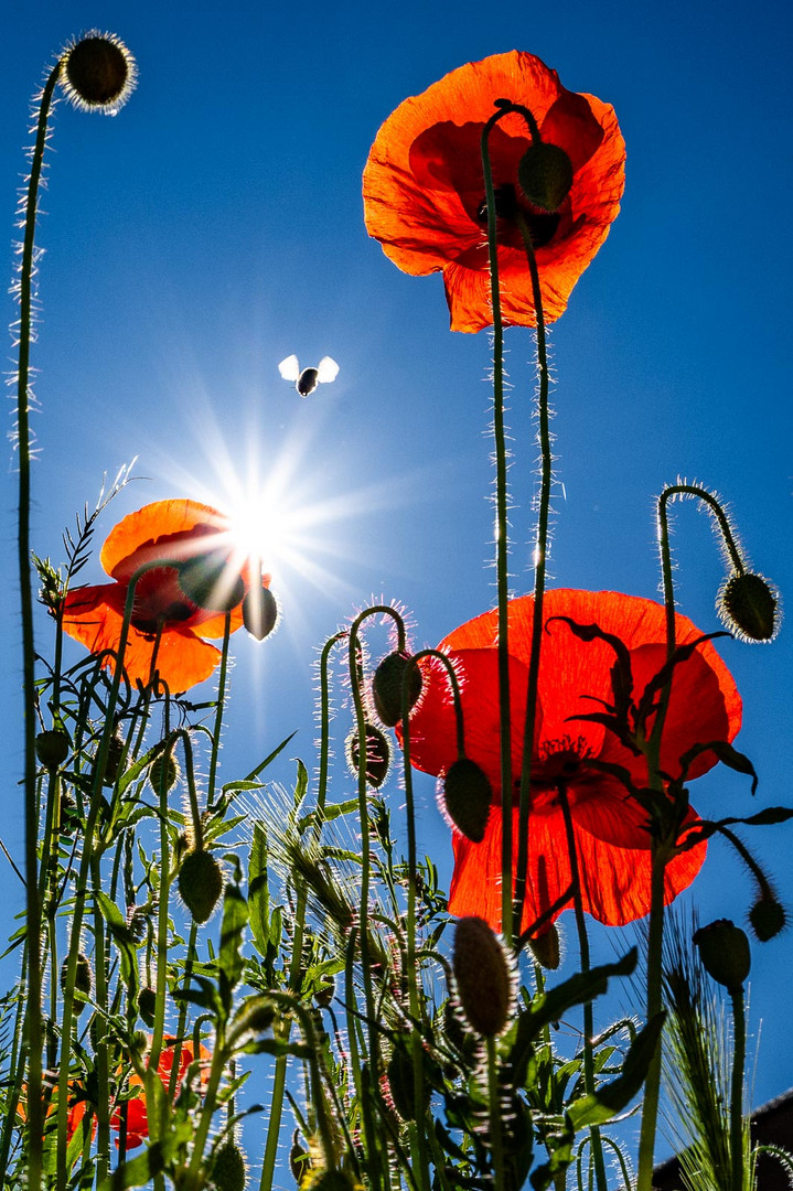 Mohnblüten im Sonnenlicht