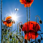 Mohnblüten im Sonnenlicht