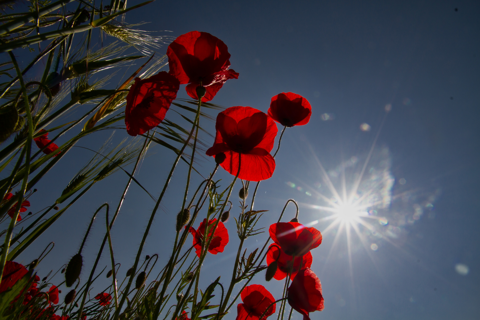 Mohnblüten im Sonnenschein