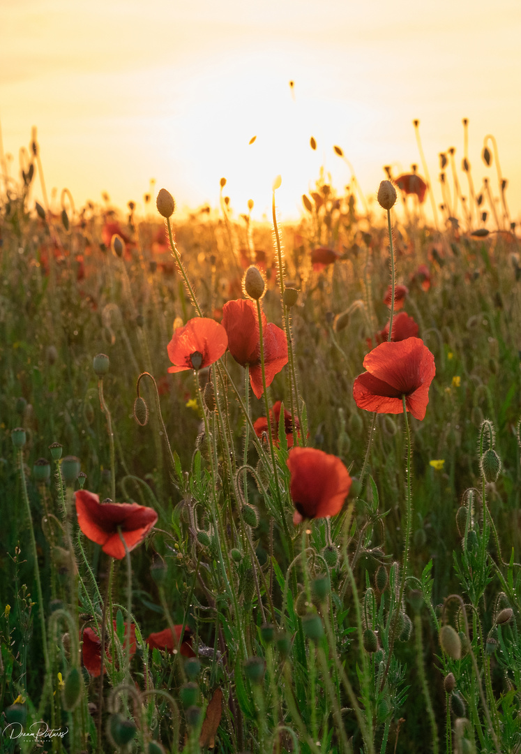 Mohnblüten im Sonnenuntergang