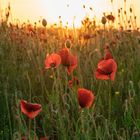 Mohnblüten im Sonnenuntergang